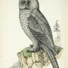 Strix cinerea.