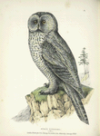 Strix cinerea.