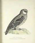 Strix Tengmalmi.