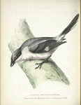 Lanius excubitorïdes.