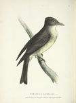 Tyrannus borealis, female.