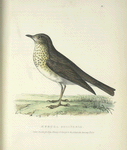 Merula solitaria.