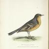 Orpheus meruloides.