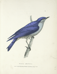 Sialia arctica.