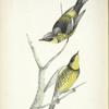 Sylvicola maculosa, male.