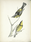 Sylvicola maculosa, male.