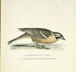 Plectrophanes Picta.