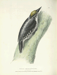 Picus Tridactylus, male.