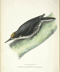 Picus arcticus, male.