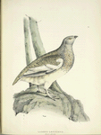 Lagopus leucurus, summer plumage.