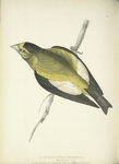 Coccothraustes vespertina, male.