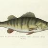 Perca flavescens. Yellow American Perch.