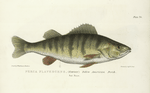 Perca flavescens. Yellow American Perch.