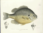 Pomotis vulgaris. Common Pomotis.