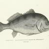 Corvina Richardsonii. The Malasheganè.