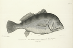 Corvina Richardsonii. The Malasheganè.