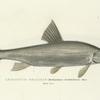 Leuciscus gracilis. Saskatchewan Dace. 120