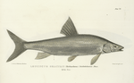 Leuciscus gracilis. Saskatchewan Dace. 120