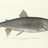 Salmo namaycush. The Namaycush. 179