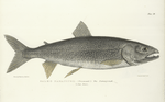 Salmo namaycush. The Namaycush. 179