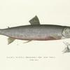 Salmo Rossi. Ross's Arctic Salmon. 163