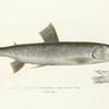 Salmo Alipes. Long-finned Trout. 169