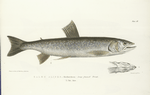 Salmo Alipes. Long-finned Trout. 169