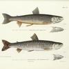 1. Salmo  Nitidus. The Angmalook ; 2.  Salmo Hoodii. The Masamacoosh. 171, 173