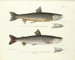 1. Salmo  Nitidus. The Angmalook ; 2.  Salmo Hoodii. The Masamacoosh. 171, 173