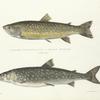 1. Salmo fontinalis; 2. Salmo Hoodii. 176, 173
