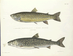 1. Salmo fontinalis; 2. Salmo Hoodii. 176, 173