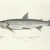 Salmo Mackenzii. The Inconnu. 183