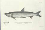 Salmo Mackenzii. The Inconnu. 183