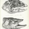 1. Salmo namaycush ; 2. Salmo Rossii. [Heads]179, 163