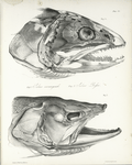 1. Salmo namaycush ; 2. Salmo Rossii. [Heads]179, 163