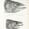 1. Salmo alipes;  2. Salmo nitidus. [Heads] 169. 171