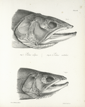 1. Salmo alipes;  2. Salmo nitidus. [Heads] 169. 171