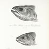 1. Salmo Hoodii; 2. Salmo fontinalis. [Heads] 173. 176.