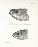 1. Salmo Hoodii; 2. Salmo fontinalis. [Heads] 173. 176.