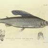 Thymallus signifer. Back's Grayling. 190