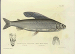 Thymallus signifer. Back's Grayling. 190