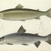 1. Coregonus quadrilateralis ;  2. Coregonus albus. 204, 195