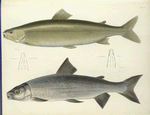 1. Coregonus quadrilateralis ;  2. Coregonus albus. 204, 195