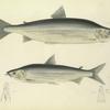 1. Coregonus lucidus; 2. Coregonus harengus. 207. 210.