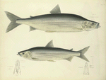 1. Coregonus lucidus; 2. Coregonus harengus. 207. 210.