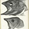 1. Salmo salar; 2. Salmo Cambriscus. 140, 141.