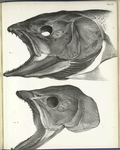 1. Salmo salar; 2. Salmo Cambriscus. 140, 141.