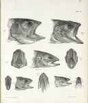 1. Salmon trout; 2. Nith trout; 3. Salmo fario; 4. Nith trout, young; 5. Torgoch. (140, 142, 144)