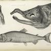Salmo Scouleri, and head.  158, 223