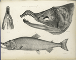 Salmo Scouleri, and head.  158, 223